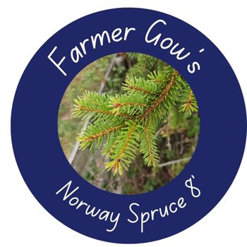 Norway Spruce ~ 2.25/2.5 m (8 feet)