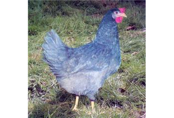 Chickens - Beechwood Blue - May/Jun