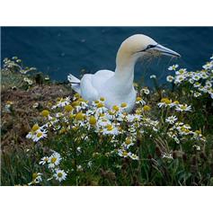 Gannet