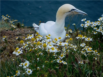 Gannet