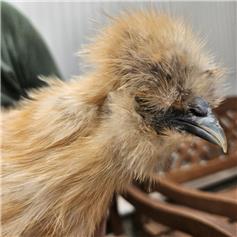 Silkie POL chicken - Golden