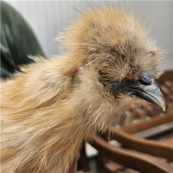 Silkie POL chicken - Golden