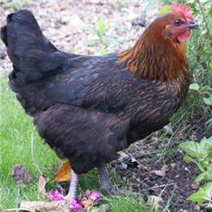 Chickens - Rhode Rock - May/Jun