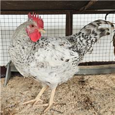Cockerel - Sussex
