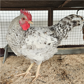 Cockerel - Sussex