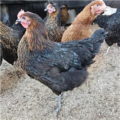 Copper Black Maran pullet (teenage chicken) - 12 to 13 weeks (A)