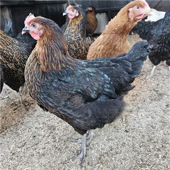 Copper Maran Black Pullet (young chicken) - 10~11 weeks