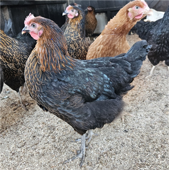 Copper Maran Black Pullet (young chicken) - 10~11 weeks