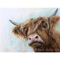 Angus