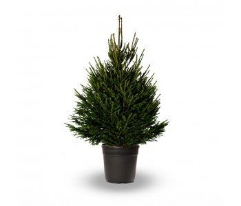 Norway Spruce, pot grown - 150/175 cm