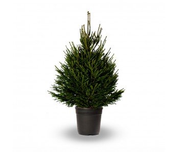 Norway Spruce, pot grown - 150/175 cm