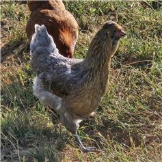 Tuti POL chicken