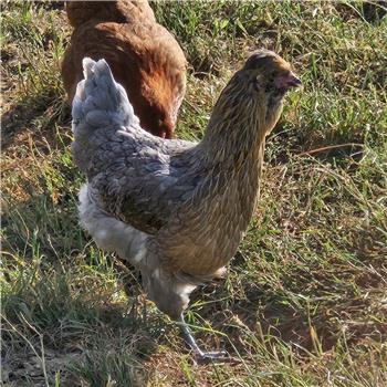 Tuti POL chicken