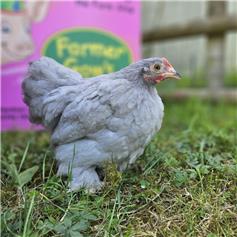 Pekin bantam chicken - Lavender