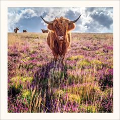 Highland Cow and Heather