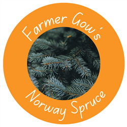 Norway Spruce