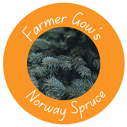 Norway Spruces