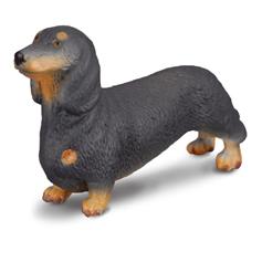 Dachshund