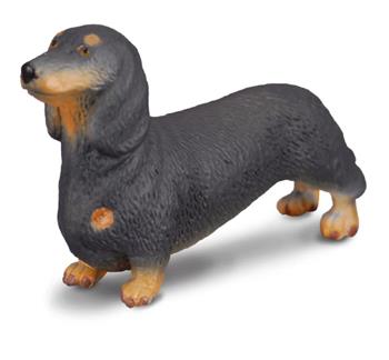 Dachshund