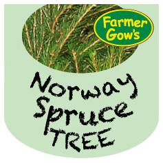 Norway Spruce ~ 2.25-2.5 m (8')