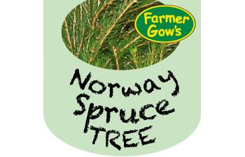 Norway Spruce ~ 2.25/2.5 m (8 feet)