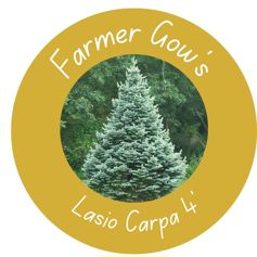 Lasio Carpa Fir ~ 1.25/1.5 m (4')