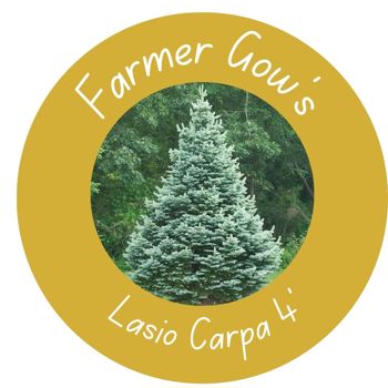 Lasio Carpa Fir ~ 1.25/1.5 m (4')