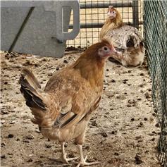 Flock of 2 Pullets - Yorkshire (blue/green eggs), 14-15 weeks