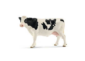 Cattle - Holstein cow