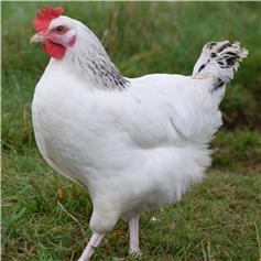 Chickens - Light Sussex - available Jul/Aug