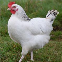 Chickens - Sussex Ranger - Nov/Dec