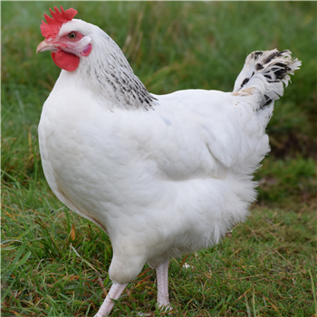 Chickens - Light Sussex - available Jul/Aug