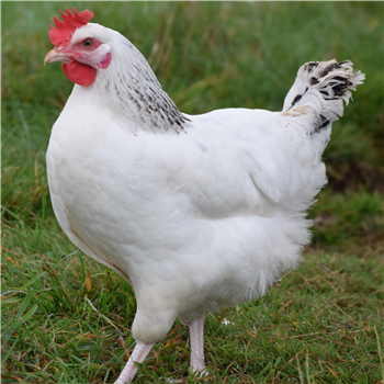 Sussex pullet (young chicken), 14~15 weeks
