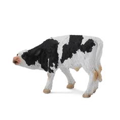 Friesian Calf Suckling
