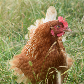 Chickens - Lohmann - available now