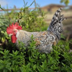 Cockerel - Speckledy