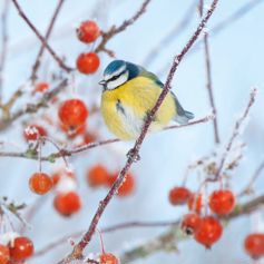 Blue Tit Amongst Berries
