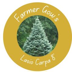 Lasio Carpa Fir ~ 2.25/2.50 m (8 feet)