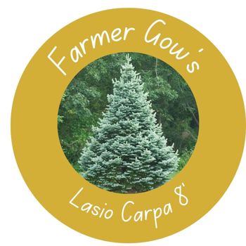 Lasio Carpa Fir ~ 2.25/2.50 m (8 feet)