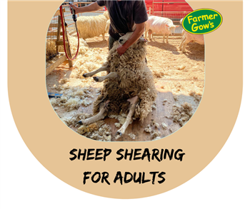 Sheep Shearing for Adults