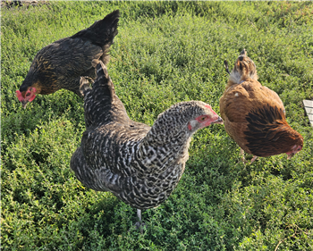 Flock of 3 POL chickens