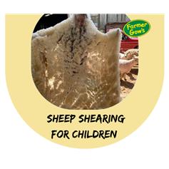 Sheep Shearing - Children - Sat 16 Jul