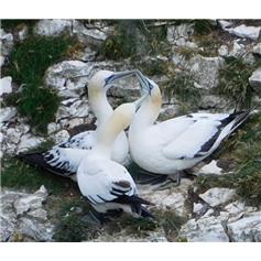 Gannets