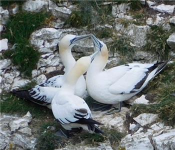 Gannets