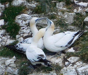 Gannets