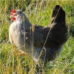 Yorkshire Blue pullets (young chickens) - 8~9 weeks (A)