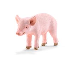 Pig - Piglet, standing