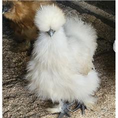 Silkie bantam chicken - White