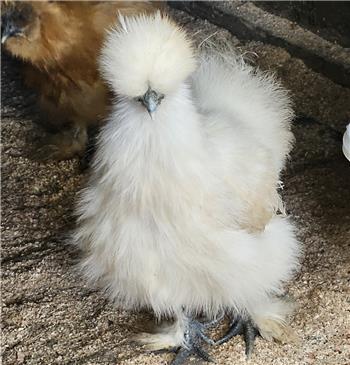 Silkie bantam chicken - White