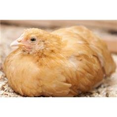 Chickens - Pullets (young chickens) - 10~11 weeks (D)
